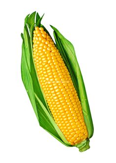 Corn Images Drawings