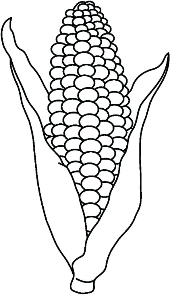 Corn Images Drawings | Free download on ClipArtMag