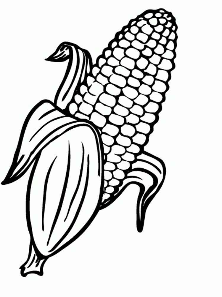 Corn Plant Drawing