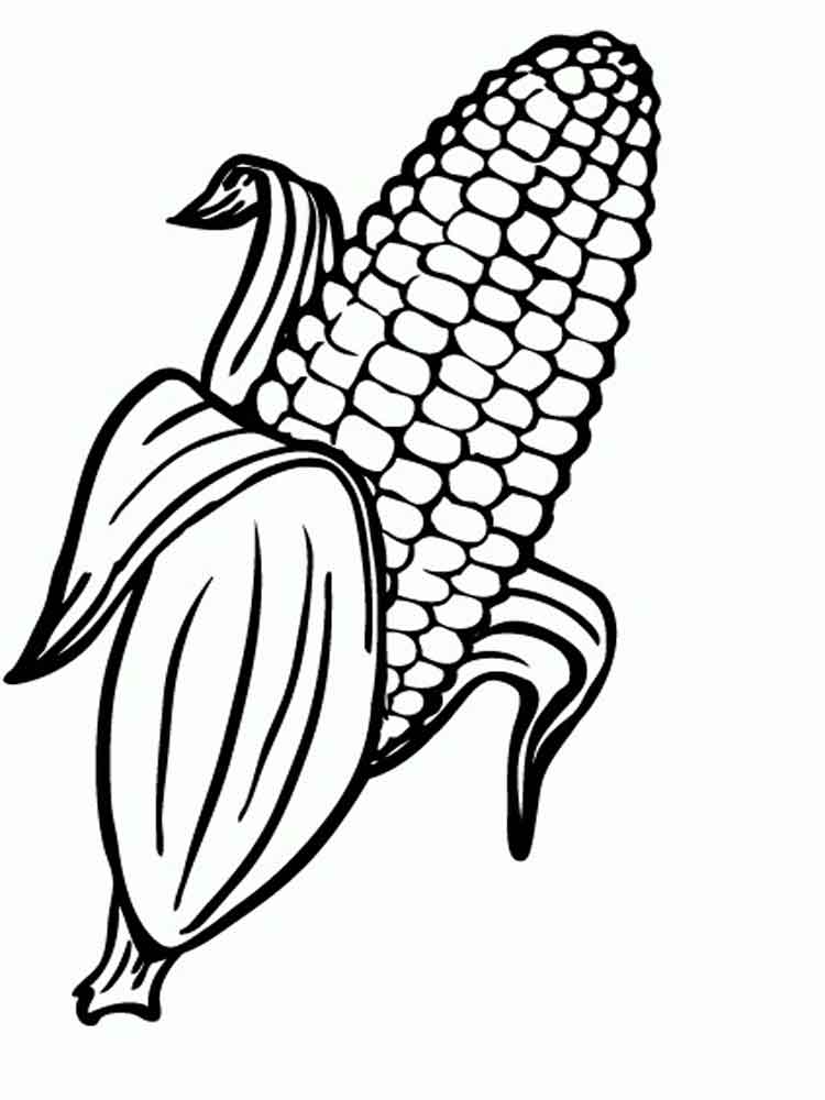 Corn Plant Drawing Free download on ClipArtMag