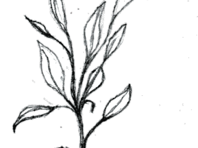 640x480 Corn Plant Cliparts