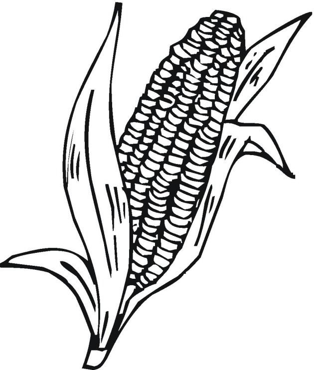 Corn Plant Drawing | Free download on ClipArtMag