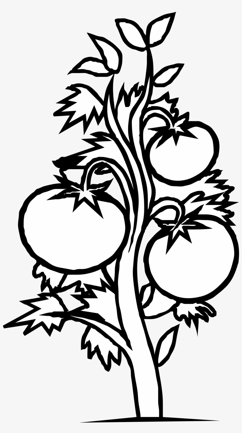 820x1464 Corn Plant Growing Clipart Kid