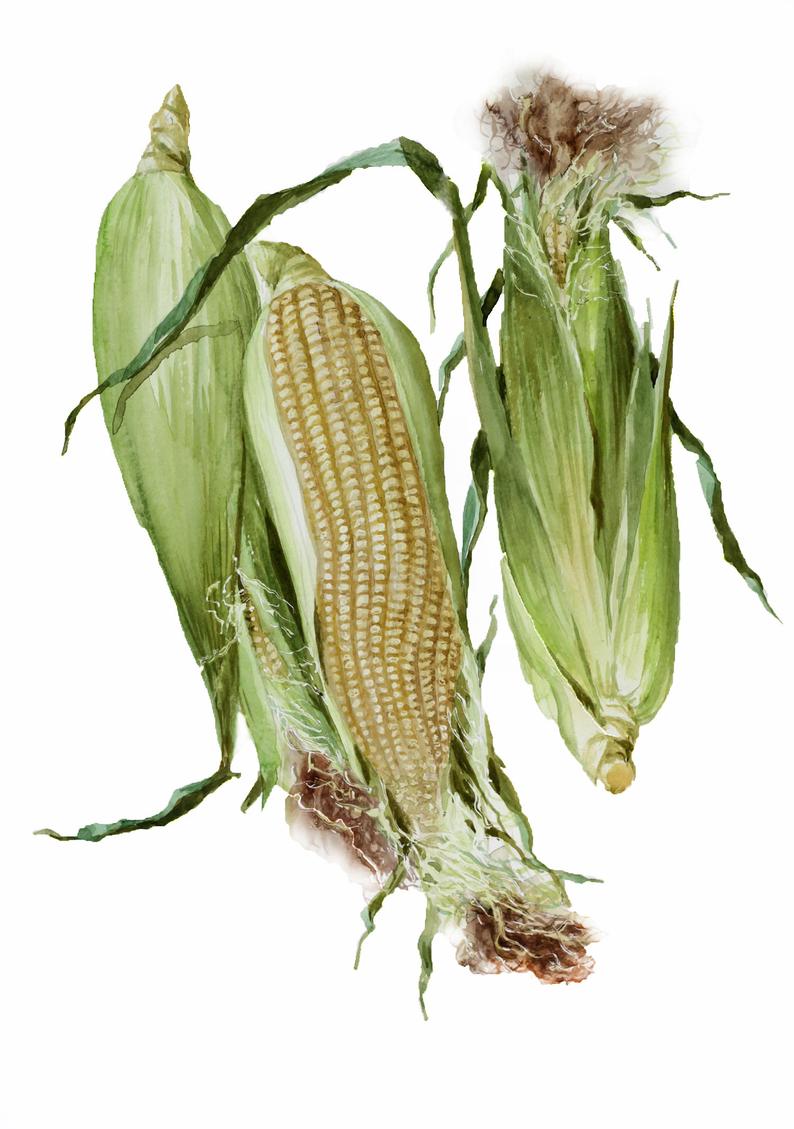 794x1129 Corn Print Watercolor Drawing Illustration Kitchen Decor Art Etsy