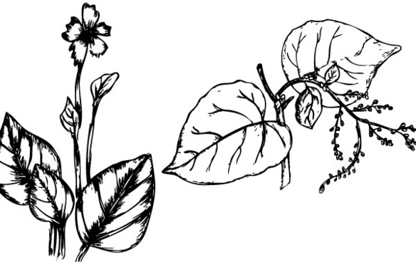 584x368 Corn Plant Free Vector Download