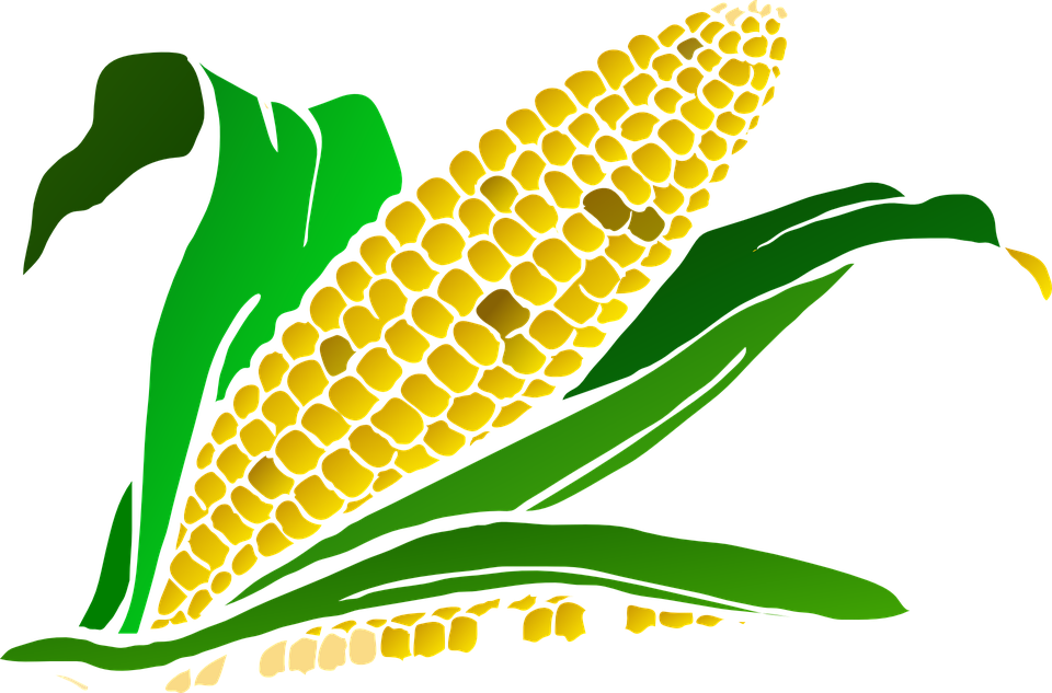 960x633 Cornfield Drawing Corn Feild Transparent Png Clipart Free