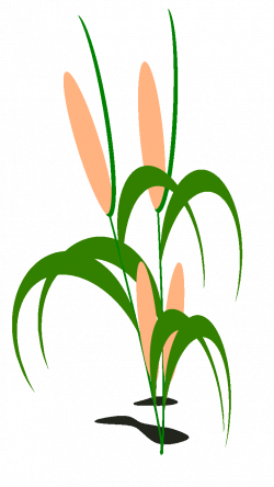 250x444 Cornfield Drawing Clipart, Picture