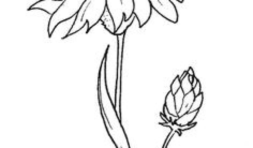 1024x600 Drawings Of Corn Flower Best Flower Sketch Images Images