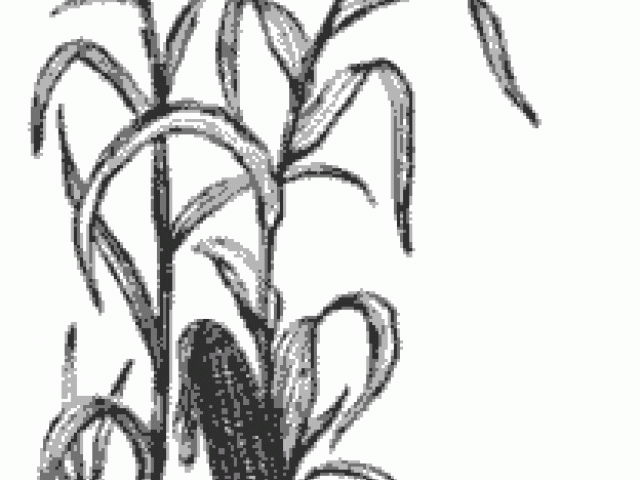 640x480 Free Drawn Corn, Download Free Clip Art