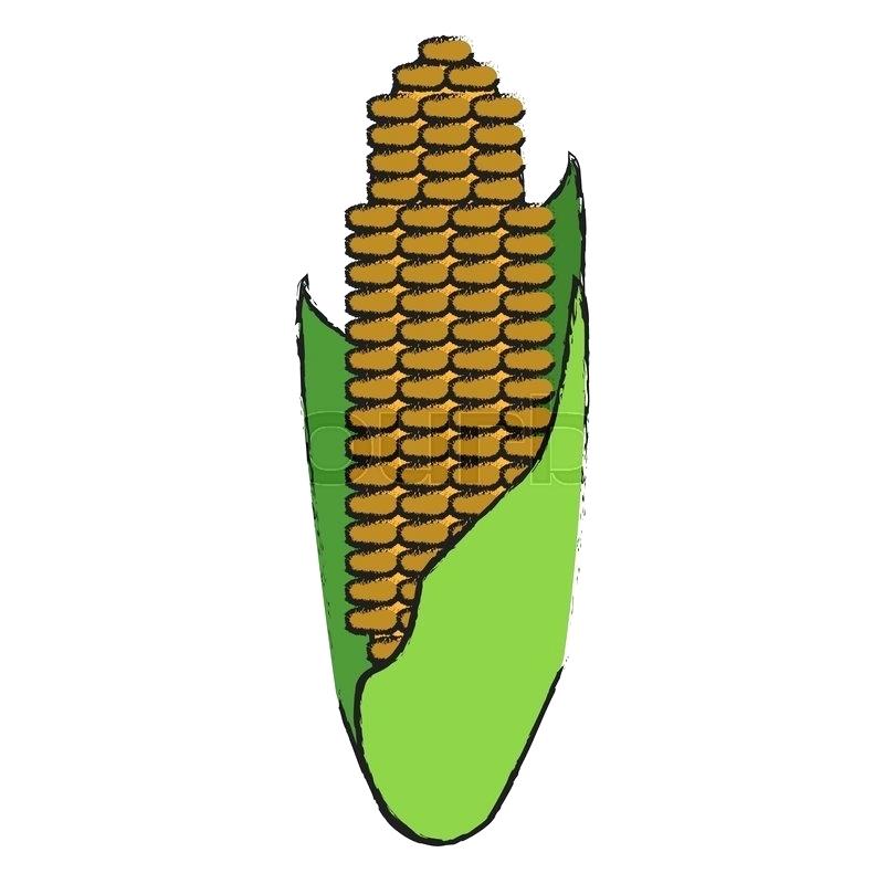 800x800 How To Draw Corn On The Cob C Is For Corn Cob Coloring