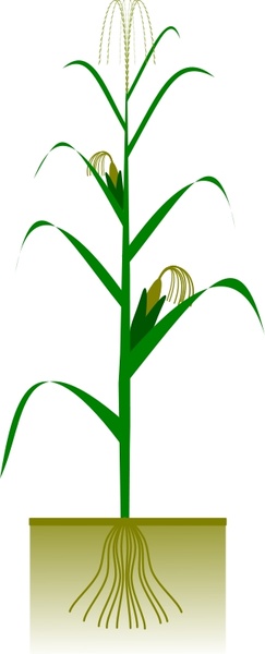 243x600 maize plant free vector in open office drawing