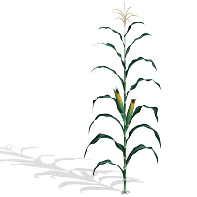 400x400 Corn Plant Model