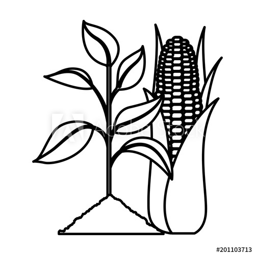 500x500 Cultivated Plant With Corn Ecology Icon Vector Illustration Design