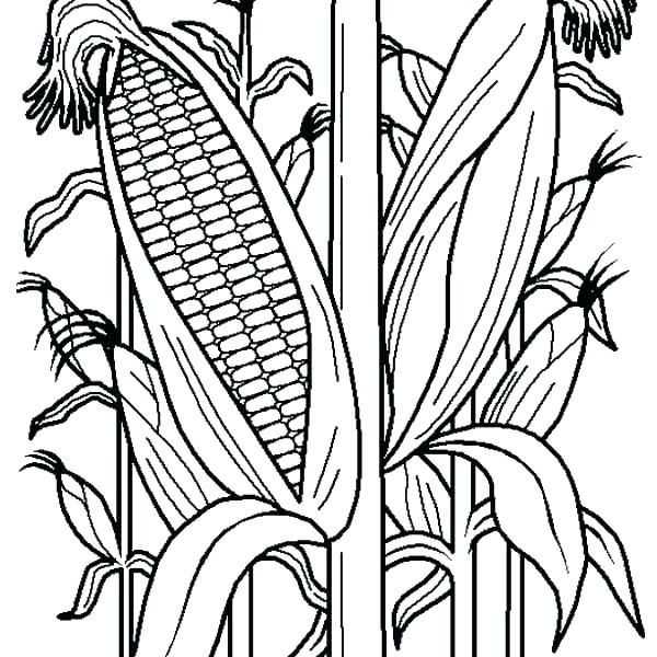 600x600 Coloring Pages Corn Stalk Coloring Page Free Printable Corn