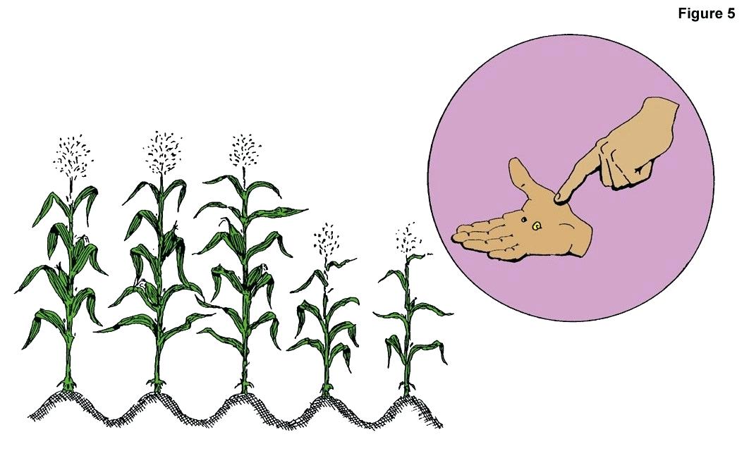 1062x650 Draw Corn Easy To Draw Corn On The Cob