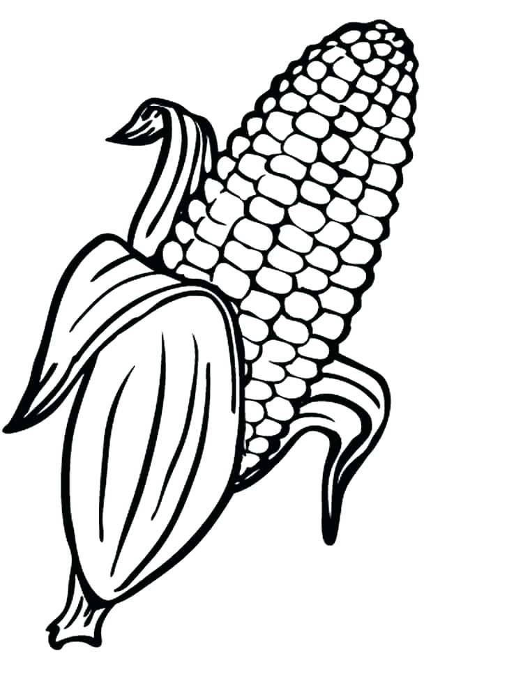 corn stalk drawing