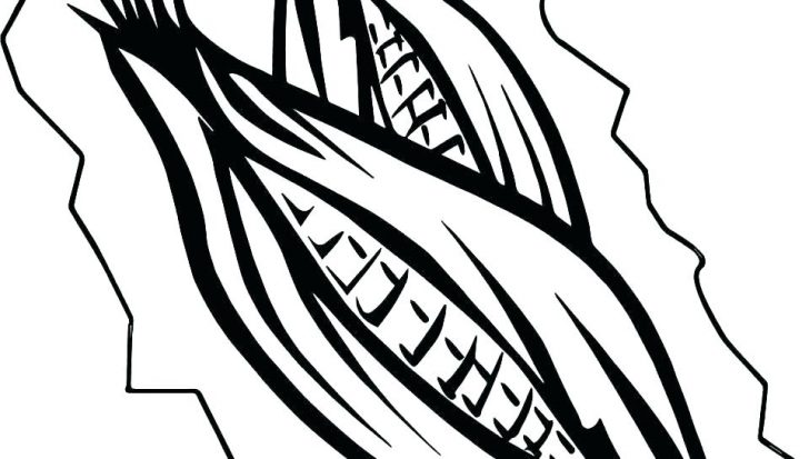 728x413 free printable corn stalks coloring pages ear