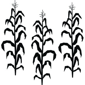 288x288 Stalk Clipart Corn Stalk