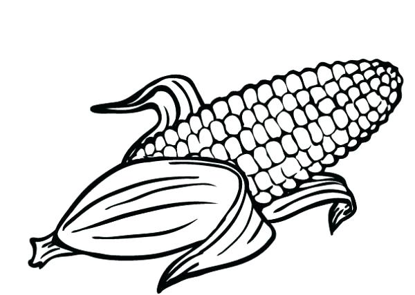 Corn Stalk Drawing | Free download on ClipArtMag