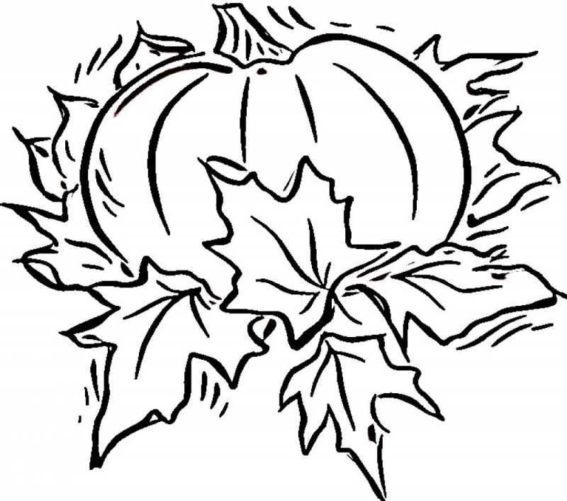 800x706 Pumpkin Patch Coloring Pages Unique Cornucopia Drawing Link Type
