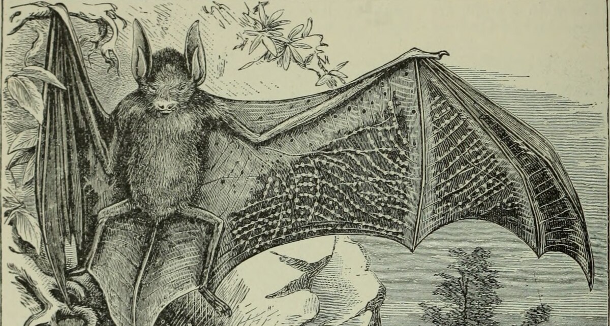 1200x642 Coronavirus Disease Drawing