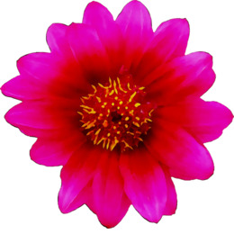 260x260 Flower, Plant, Daisy, Transparent Png Image Clipart Free Download