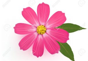 300x210 Flower Drawings With Color Flower Drawings With Color Drawing