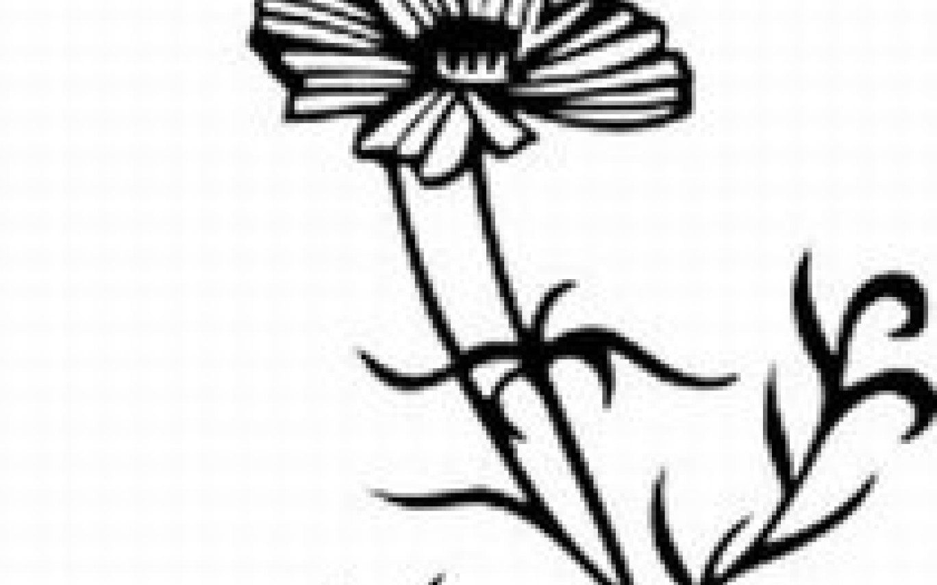 1368x855 Top Cosmos Flower Drawing Images For Tattoos Gardening