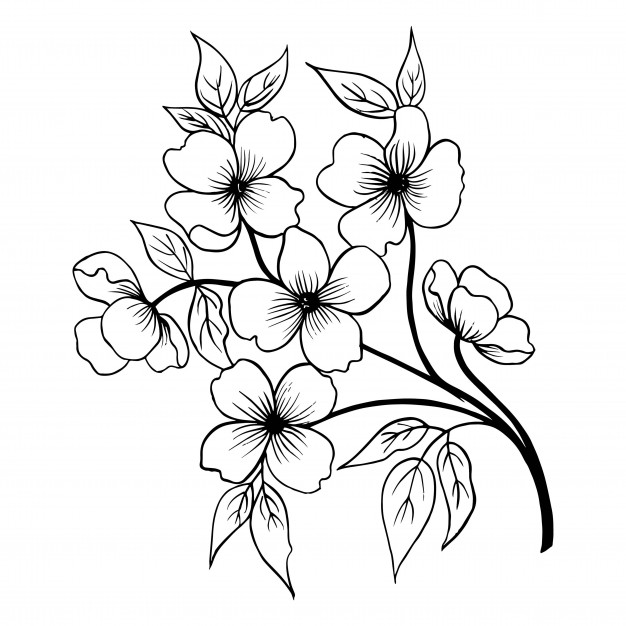 626x626 Cherry Blossom Flower Drawing Illustration Vector Premium Download