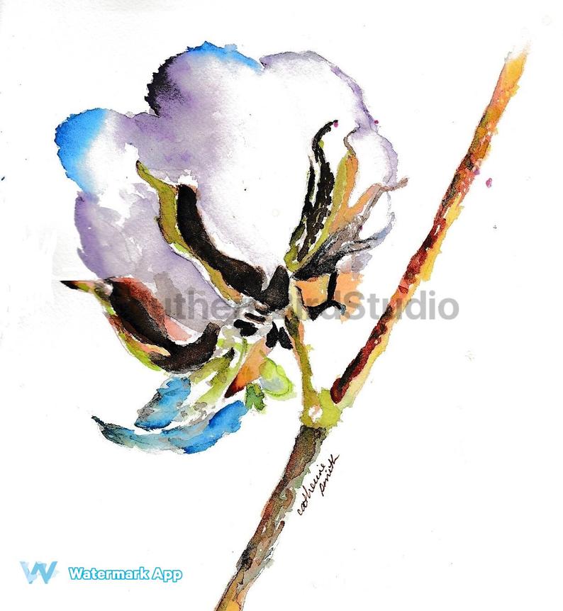794x862 cotton boll cotton painting oxford ms ole miss watercolor etsy