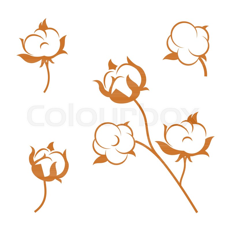 800x800 Set Of Cotton Plant Flowers Isolated Stock Vector Colourbox