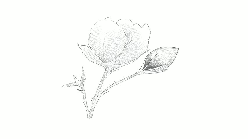 Cotton Drawing