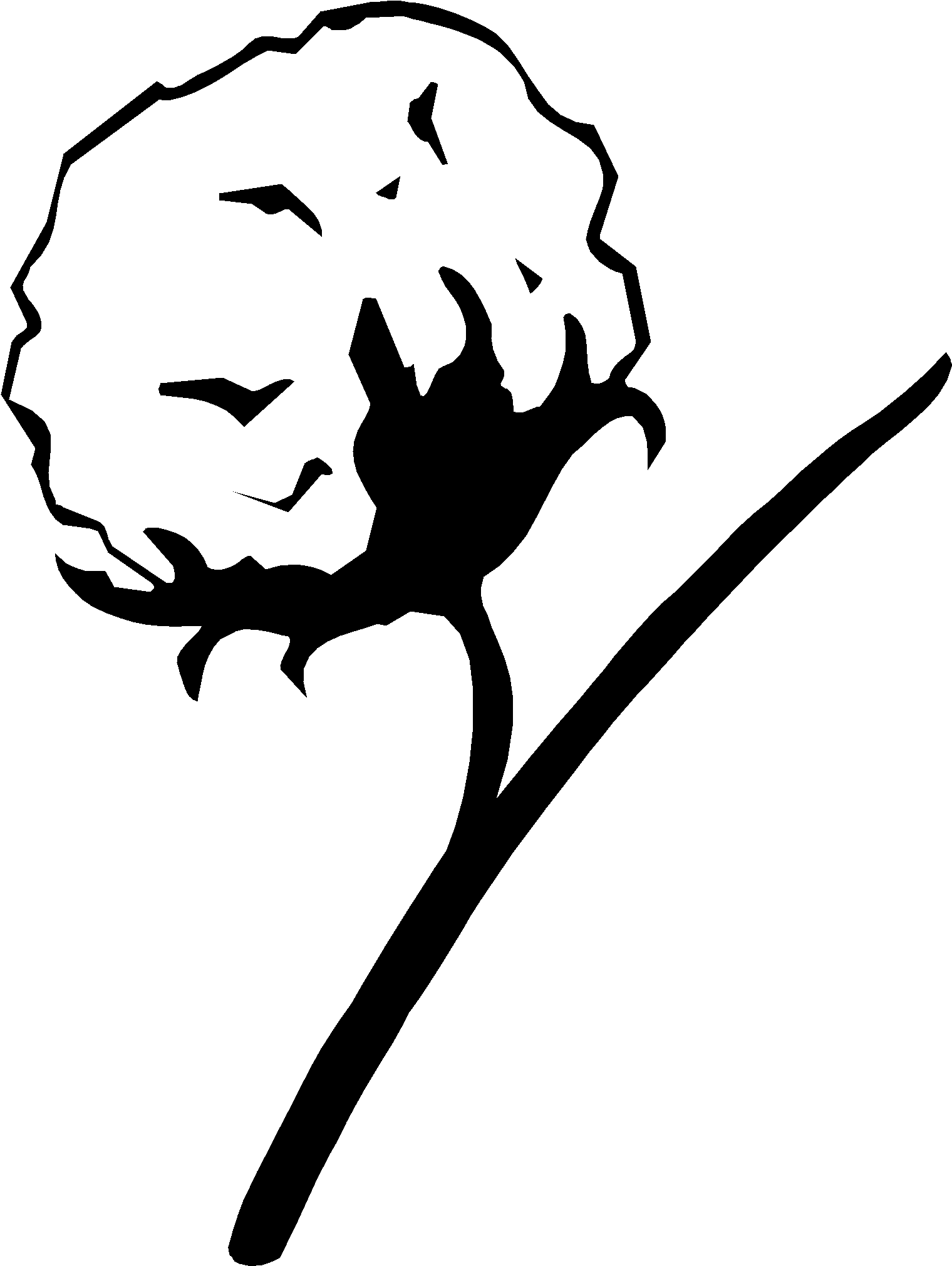 1520x2020 Download Cotton Plant Drawing