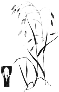 241x376 Canary Grass