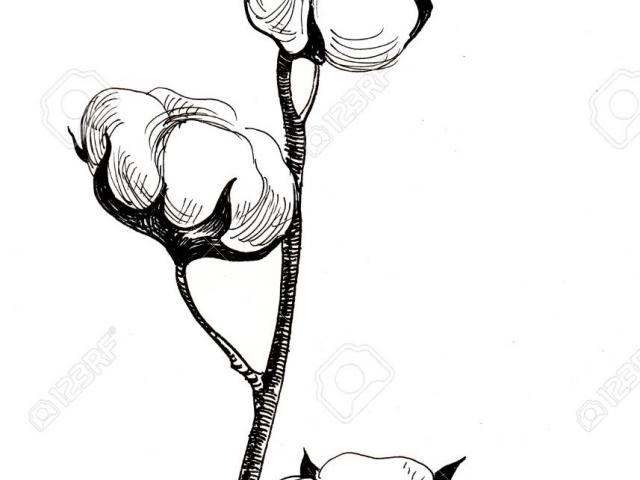 640x480 Cotton Plant Drawing