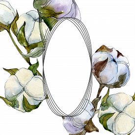 275x275 Cotton Plant Photos And Images