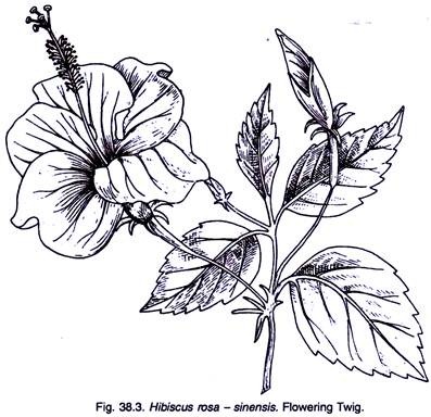 397x384 Malvaceae Characters, Distribution And Types