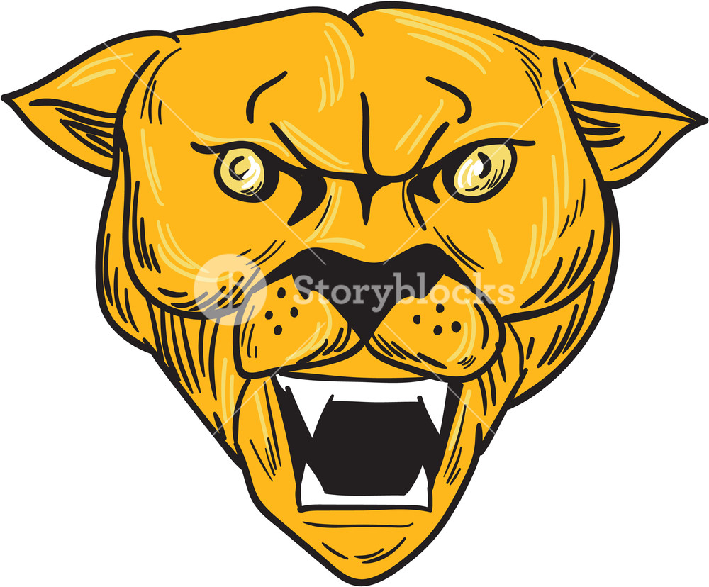 1000x828 Drawing Sketch Style Illustration Of An Angry Cougar Mountain Lion