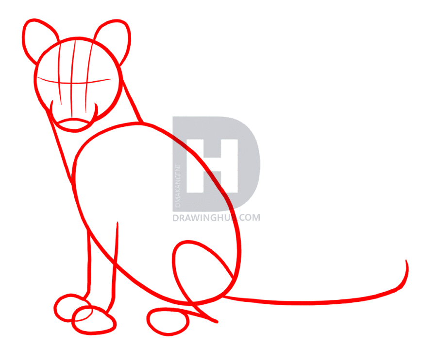 902x720 How To Draw Cougars, Mountain Lion, Step