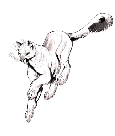 400x471 Cougar Drawing Tumblr