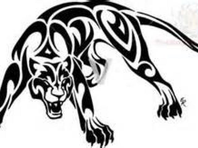 640x480 Drawn Cougar