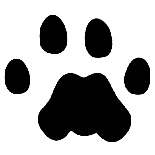 540x540 Collection Of Free Cougar Drawing Bobcat Download On Ui Ex