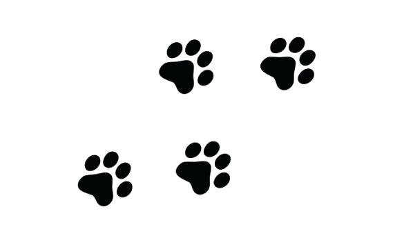 585x329 Cougar Paw Easysurfer