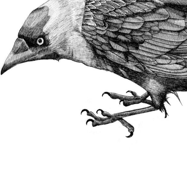 619x619 drawing claire scully