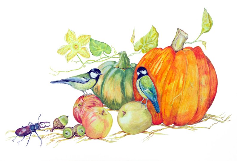 794x539 Original Drawing Pumpkin With Chickadees Apples Stag Beetle Etsy