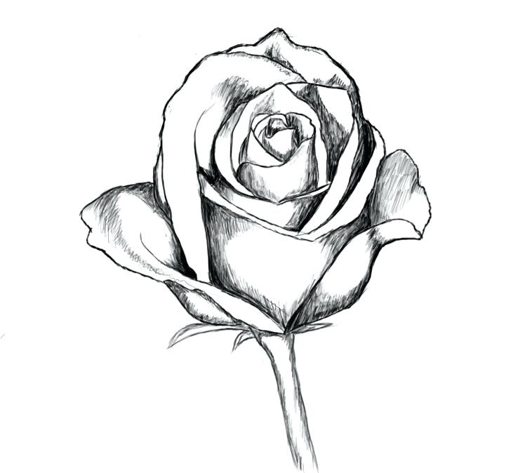 758x674 Beautiful Rose Pencil Drawings Hoteles