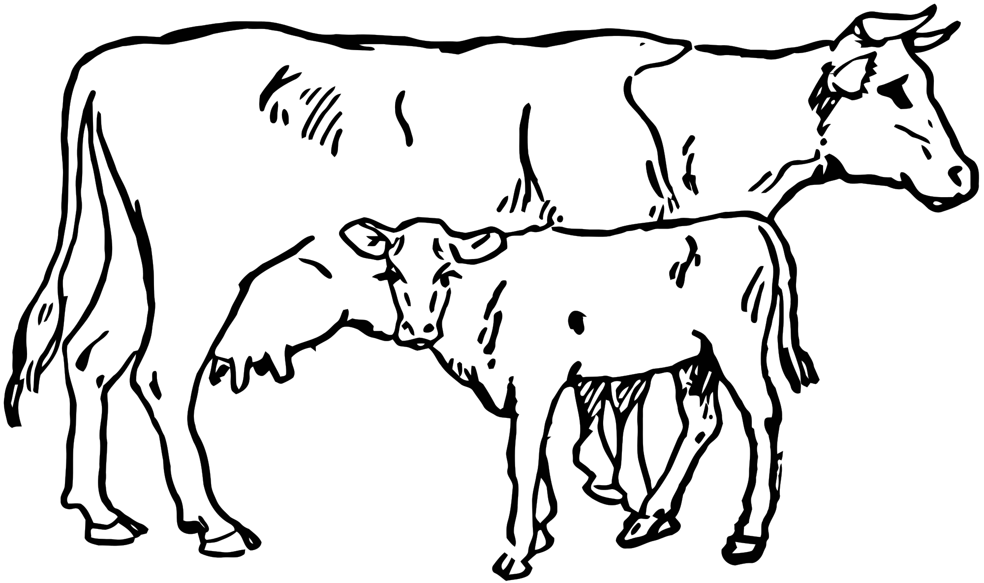 2000x1186 Collection Of Free Cows Drawing Calf Download On Ui Ex