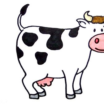 336x336 Cow Drawing Color And Parts Anatomy Cute Sketch A Easy I Fertility