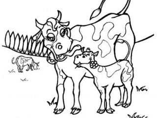 320x240 Cow Pictures To Color Cow With Calf Coloring Pages Hellokids