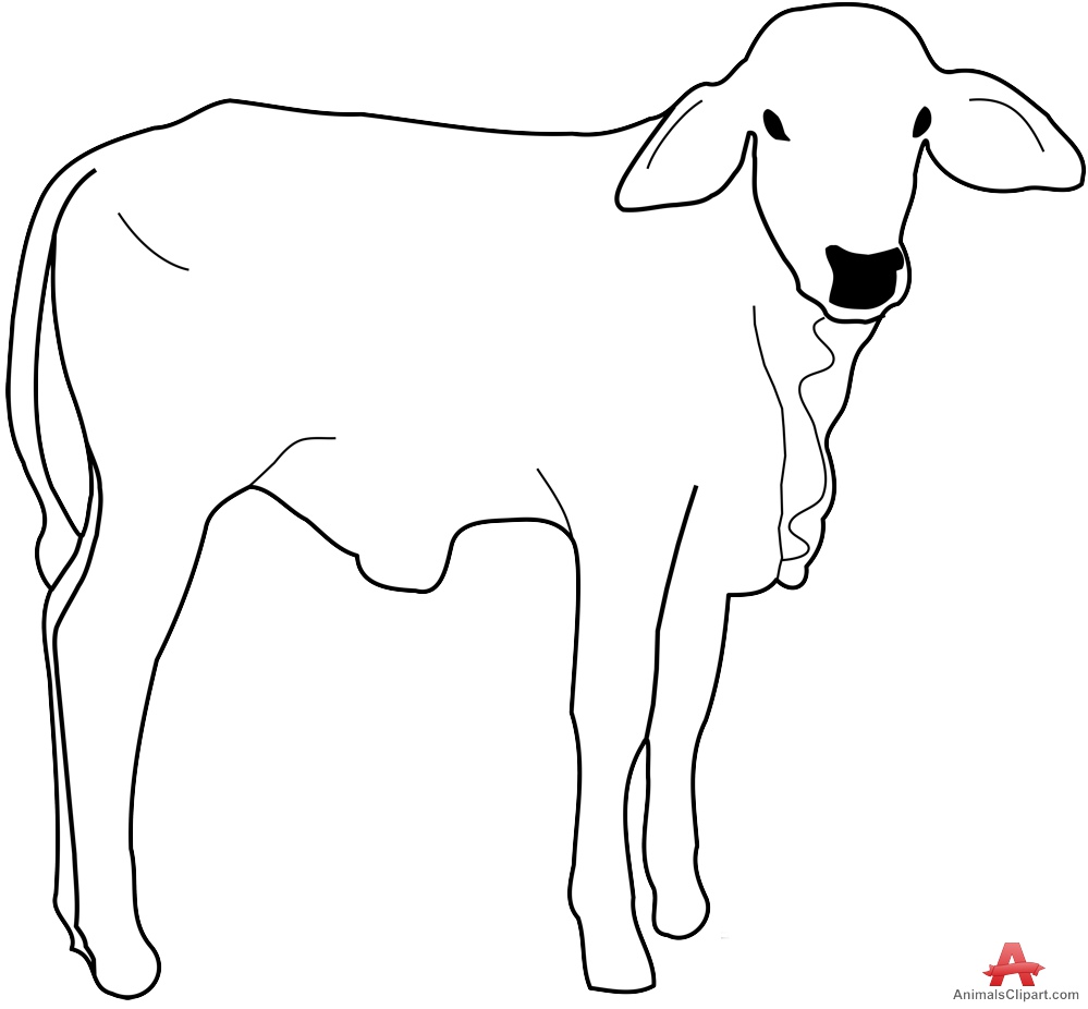 999x926 Calf Drawing Free Download